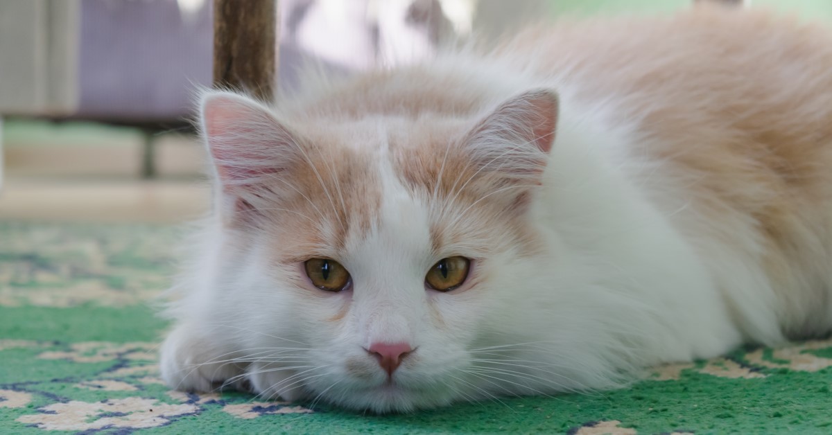 Signs of Kidney Disease in Cats